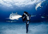 TopRq.com search results: shark underwater photography