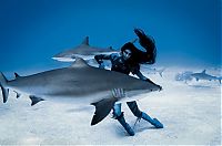TopRq.com search results: shark underwater photography