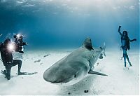 TopRq.com search results: shark underwater photography