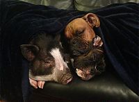 Fauna & Flora: pig and dogs