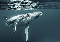 Fauna & Flora: animal photography