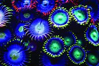 Fauna & Flora: Coral reefs in UV light