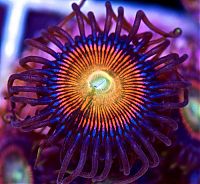 Fauna & Flora: Coral reefs in UV light