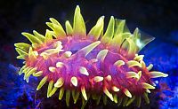 Fauna & Flora: Coral reefs in UV light