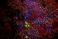 TopRq.com search results: Coral reefs in UV light