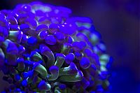 Fauna & Flora: Coral reefs in UV light