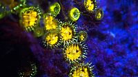 Fauna & Flora: Coral reefs in UV light