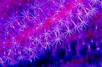 Fauna & Flora: Coral reefs in UV light