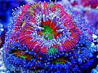 TopRq.com search results: Coral reefs in UV light