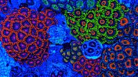 TopRq.com search results: Coral reefs in UV light