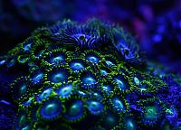 TopRq.com search results: Coral reefs in UV light