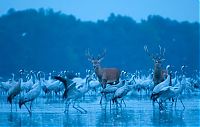 Fauna & Flora: animal photography