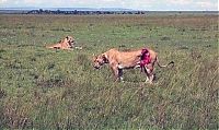 Fauna & Flora: saving a wounded lioness