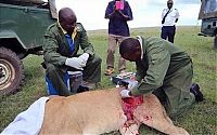 Fauna & Flora: saving a wounded lioness