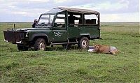Fauna & Flora: saving a wounded lioness