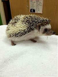 Fauna & Flora: hedgehog with anaesthesia