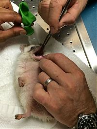 Fauna & Flora: hedgehog with anaesthesia