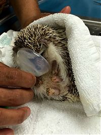 TopRq.com search results: hedgehog with anaesthesia