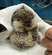 Fauna & Flora: hedgehog with anaesthesia