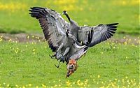 Fauna & Flora: birds defending their young against a fox