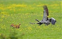 TopRq.com search results: birds defending their young against a fox