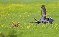 Fauna & Flora: birds defending their young against a fox