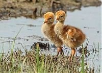 Fauna & Flora: birds defending their young against a fox