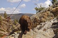 TopRq.com search results: rescuing a bear from a bridge ledge