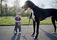 TopRq.com search results: dog and the child