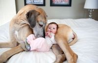 Fauna & Flora: dog and the child