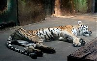 Fauna & Flora: Thin famished tiger, Tianjin Zoo, Nankai District, Tianjin, China