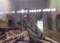 Fauna & Flora: Thin famished tiger, Tianjin Zoo, Nankai District, Tianjin, China