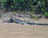 Fauna & Flora: crocodile against a shark