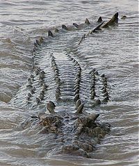 Fauna & Flora: brutus, the giant crocodile