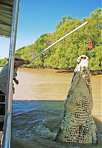 Fauna & Flora: brutus, the giant crocodile