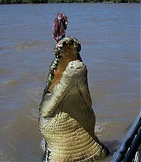 Fauna & Flora: brutus, the giant crocodile