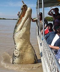 TopRq.com search results: brutus, the giant crocodile