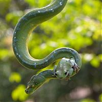 Fauna & Flora: snake and frog friends