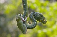 Fauna & Flora: snake and frog friends