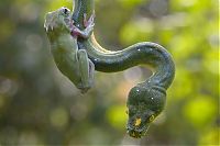 Fauna & Flora: snake and frog friends