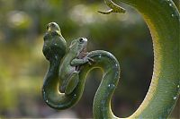 Fauna & Flora: snake and frog friends