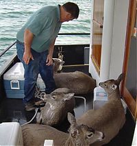 Fauna & Flora: whale watchers found deers in the sea