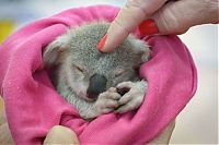 Fauna & Flora: blondie bumstead, small baby koala