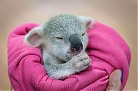 Fauna & Flora: blondie bumstead, small baby koala