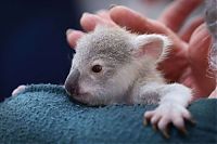 Fauna & Flora: blondie bumstead, small baby koala