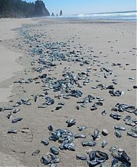 Fauna & Flora: velella velella on the beach