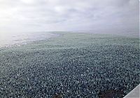 TopRq.com search results: velella velella on the beach