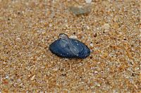 TopRq.com search results: velella velella on the beach