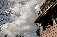 Fauna & Flora: Swarm of locusts, Antananarivo, Madagascar