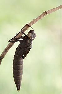 Fauna & Flora: birth of a dragonfly